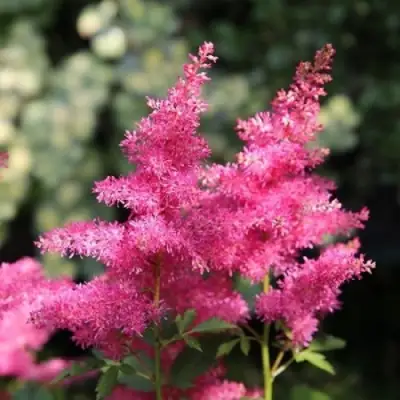 Астильба САННИ ДЕЙ гибридная в Полоцке