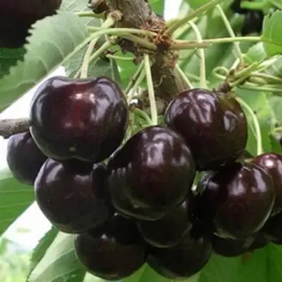 Вишня РОССОШАНСКАЯ ЧЕРНАЯ в Полоцке