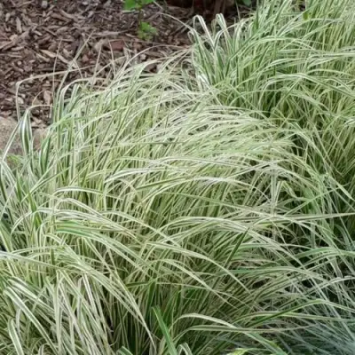 Вейник ОВЕРДАМ остроцветковый в Полоцке