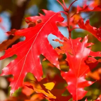 Дуб красный в Полоцке