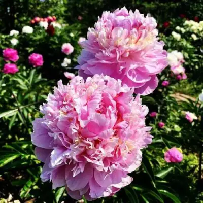 Пион ЛАВОН травянистый в Полоцке