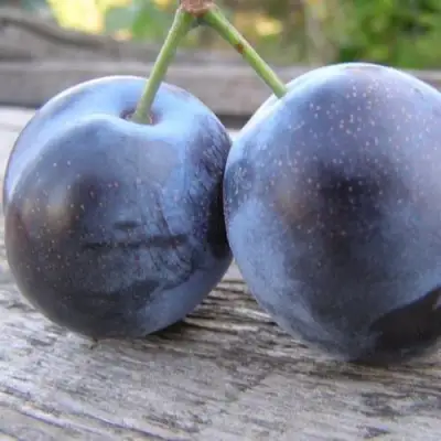 Слива БЛЮФРИ в Полоцке