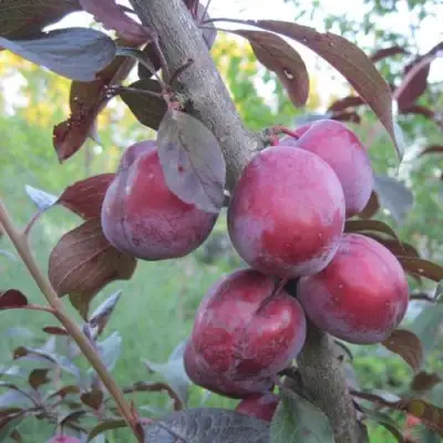 Слива ЛАМА в Полоцке