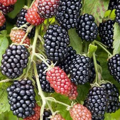 Ежевика НАВАХО бесшипная  в Полоцке