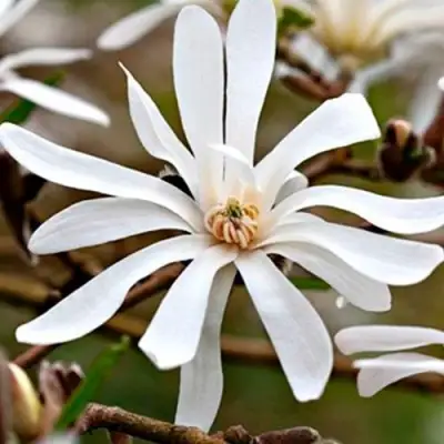 Магнолия СТЕЛЛАТА в Полоцке