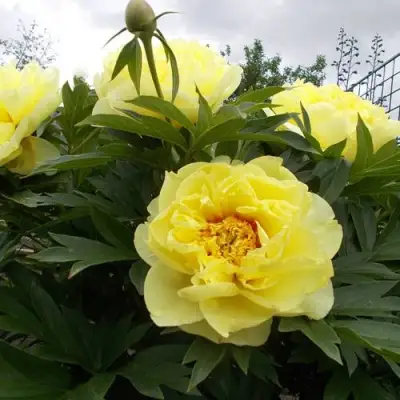 Пион БАРЦЕЛЛА (БАРТЗЕЛЛА) ито-гибрид в Полоцке