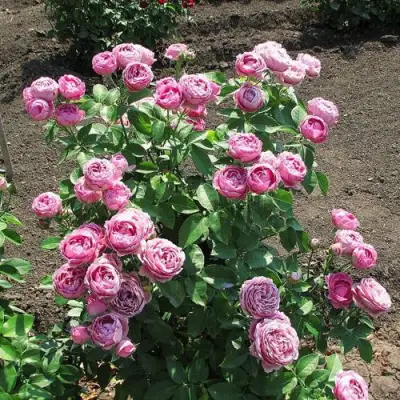 Роза МИСТИ БАБЛС спрей в Полоцке