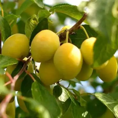 Слива ОЧАКОВСКАЯ ЖЕЛТАЯ в Полоцке