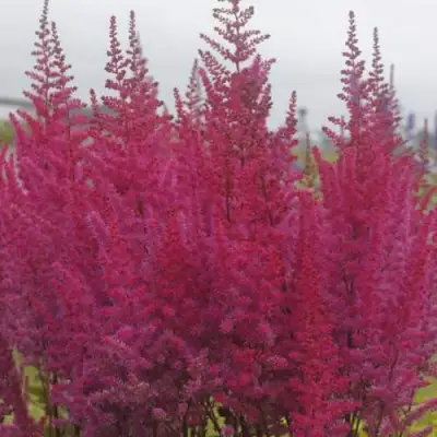 Астильба МАЙТИ ЧОКОЛАТ ЧЕРРИ китайская в Полоцке