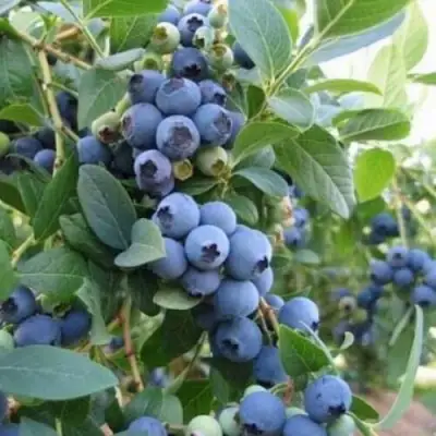 Голубика ЭЛЛИОТ в Полоцке