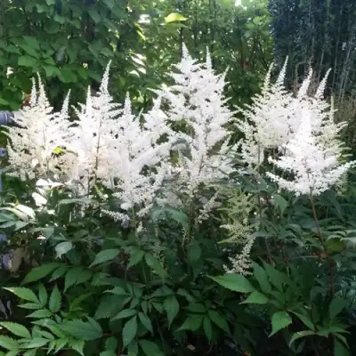 Астильба БРАУТШЛЕЙЕР Арендса в Полоцке