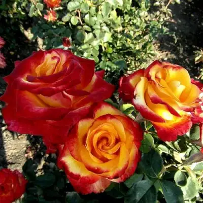 Роза ХАЙ МЭДЖИК чайно-гибридная в Полоцке