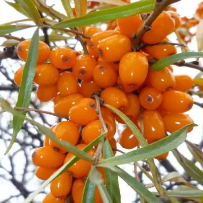 Облепиха КОСТЕР в Полоцке