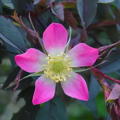 Роза сизая в Полоцке