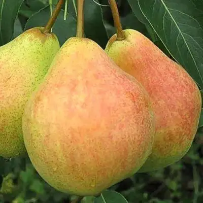 Груша ЛЮБИМИЦА ЯКОВЛЕВА в Полоцке