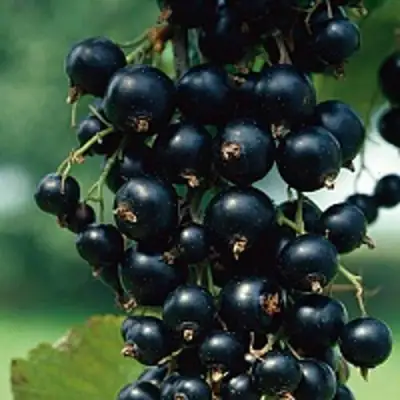 Смородина чёрная ВЕЛОЙ (ЛЕНИНГРАДСКАЯ СЛАДКАЯ) в Полоцке