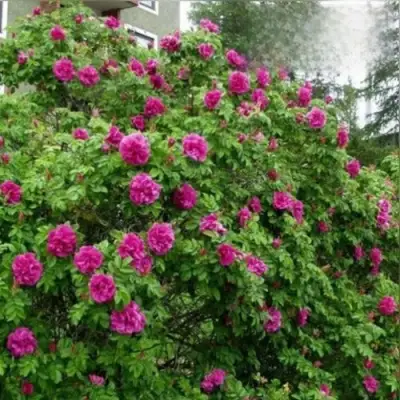 Шиповник ХАНСА в Полоцке