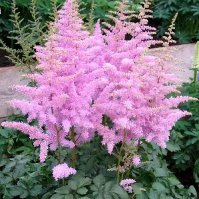 Астильба ГИАЦИНТ Арендса в Полоцке