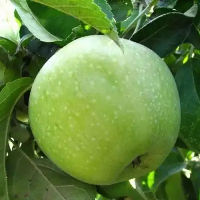 Яблоня РЕНЕТ СИМИРЕНКО в Полоцке