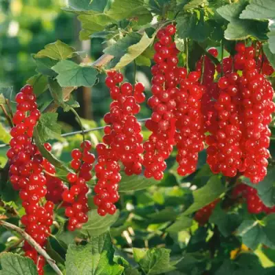 Смородина красная РУДНЕУС в Полоцке