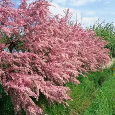 Тамарикс ПИНК КАСКАД в Полоцке