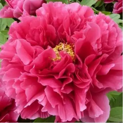 Пион КОРОЛЕВСКИЙ ЦВЕТОК древовидный в Полоцке