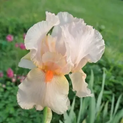 Ирис ПАТИ ДРЕСС бородатый в Полоцке