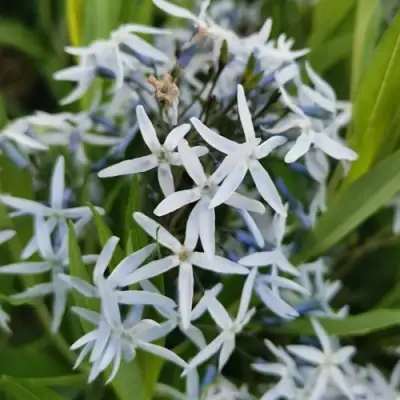 Амсония иволистная в Полоцке