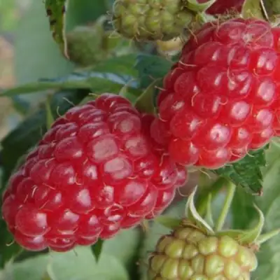 Малина РАДЗИЕВА в Полоцке