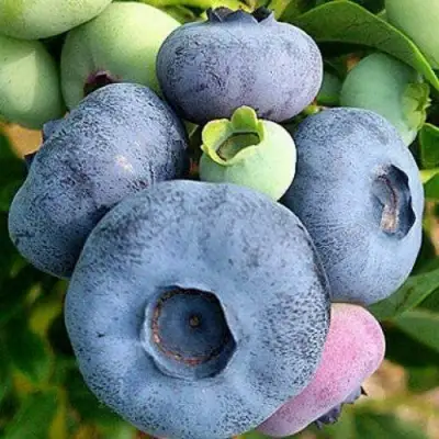 Голубика ПАТРИОТ в Полоцке