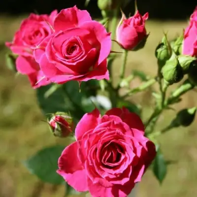 Роза ЛАВЛИ ЛИДИЯ спрей в Полоцке