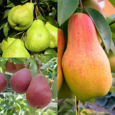 Комплект ГРУШЕВОЕ АССОРТИ в Полоцке