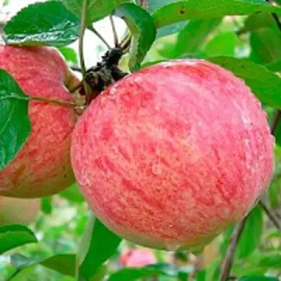 Яблоня КОРИЧНОЕ ПОЛОСАТОЕ в Полоцке