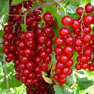 Смородина красная ЙОНКЕР ВАН ТЕТЦ в Полоцке