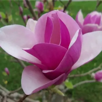 Магнолия СУЛАНЖА в Полоцке