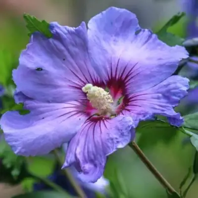 Гибискус МАРИНА сирийский в Полоцке