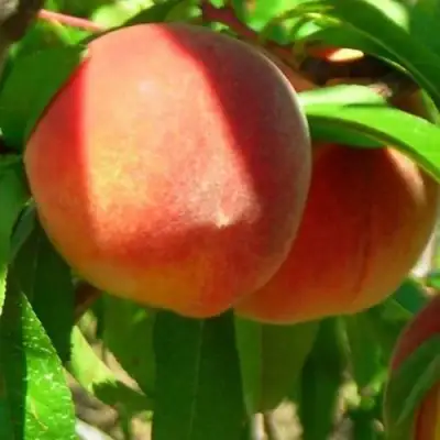 Персик РЕД ХЕВЕН в Полоцке