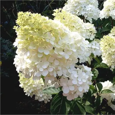 Гортензия ДИАМАНТИНО метельчатая в Полоцке