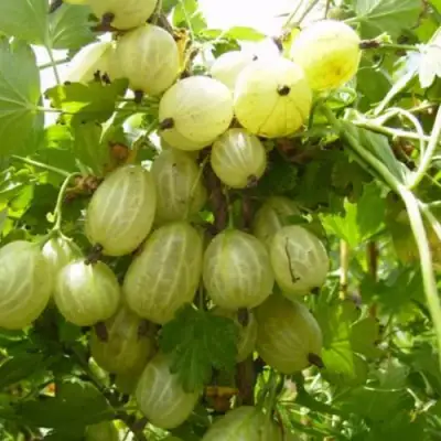 Крыжовник ИНВИКТА в Полоцке