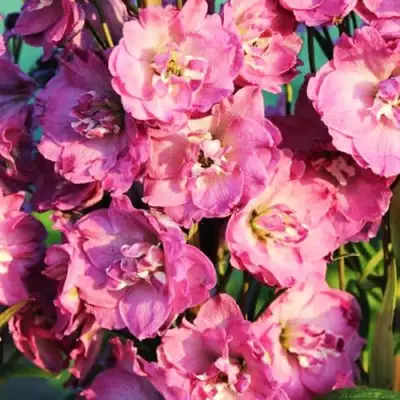 Дельфиниум ДЕЛЬФИС ПИНК ПАУЭ высокий в Полоцке