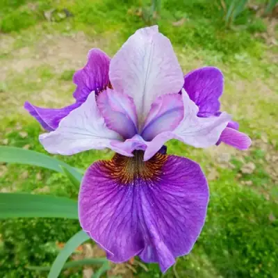 Ирис ЛАЙТ ОВ ХАРТ сибирский в Полоцке