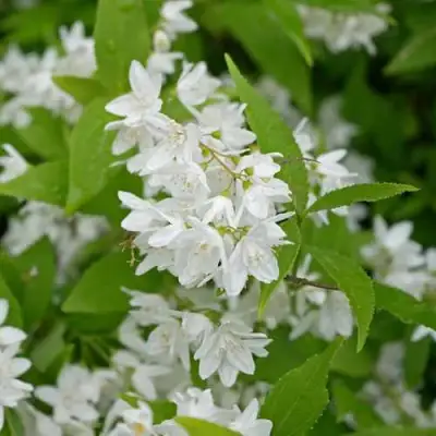 Дейция шершавая в Полоцке