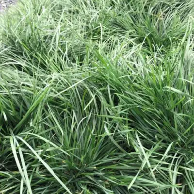 Щучка ГОЛДТАУ дернистая в Полоцке