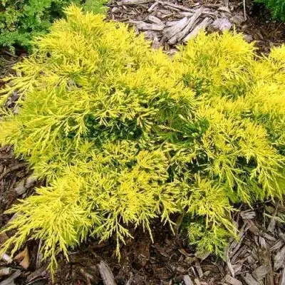 Можжевельник КИНГ ОФ СПРИНГ средний в Полоцке