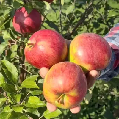 Яблоня ПОСПЕХ в Полоцке