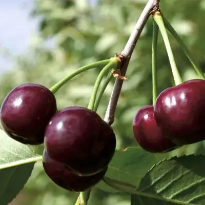 Дюк КСЕНИЯ (ЧЕРЕВИШНЯ) в Полоцке