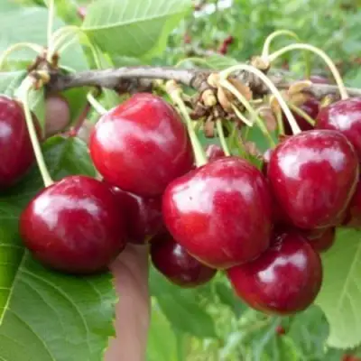 Вишня КОЛОННОВИДНАЯ  в Полоцке