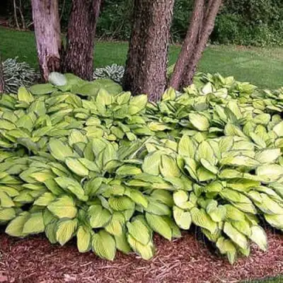 Хоста ГОЛД СТАНДАРТ Форчуна в Полоцке