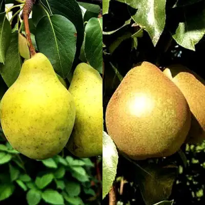 Комплект ДУЭТ в Полоцке