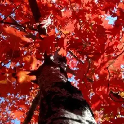 Дуб красный в Полоцке